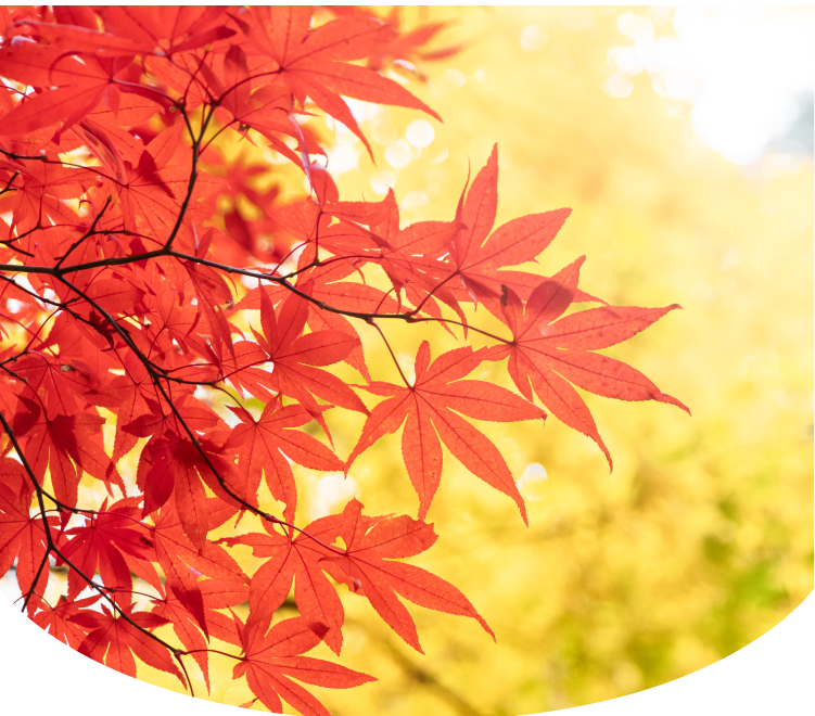 いずみ薬局は茨城県ひたちなか市で歩んできた薬局ですイメージ02（夏01）